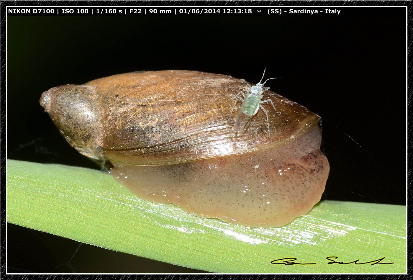 Ricerca Limax in Sardegna